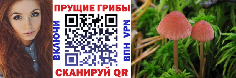 Псилоцибиновые грибы Psilocybine cubensis  Кунгур 